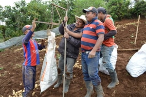 Productores evalúan papa oblonga tolerante a tizón tardío